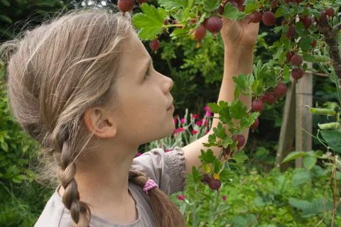 Gooseberries Stock Photos