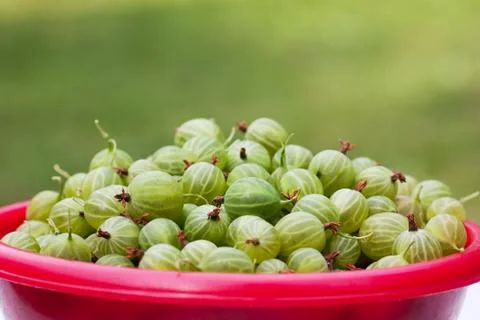 Gooseberries Stock Photos