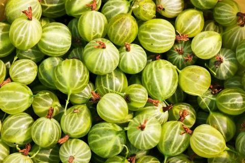 Gooseberries Stock Photos