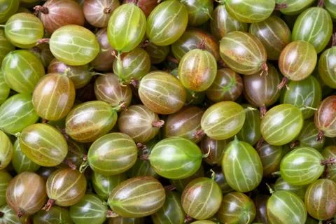Gooseberries Stock Photos