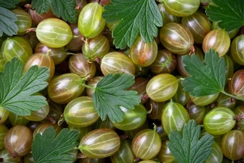 Gooseberries Stock Photos