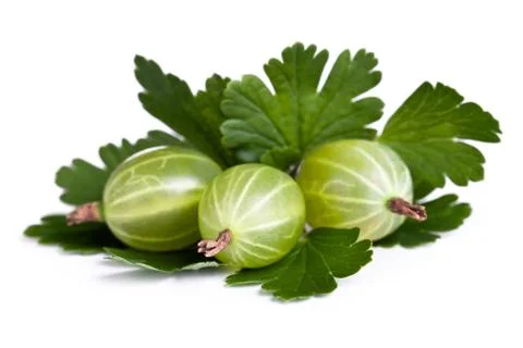 Gooseberries Stock Photos