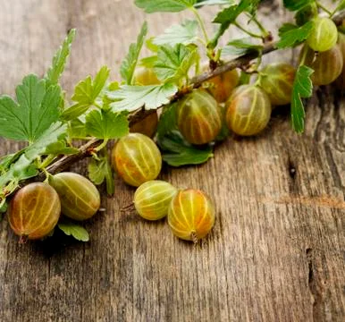 Gooseberries Stock Photos