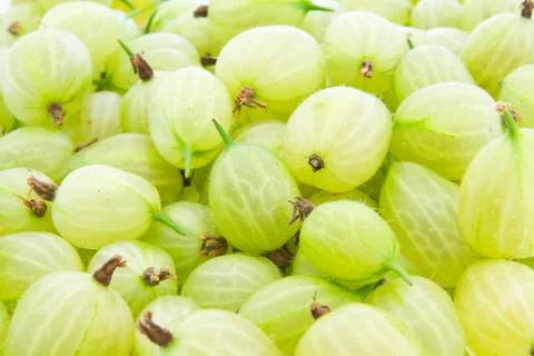 Gooseberries Stock Photos