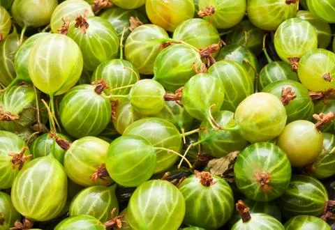 Gooseberries Stock Photos