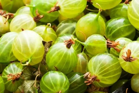 Gooseberries Stock Photos