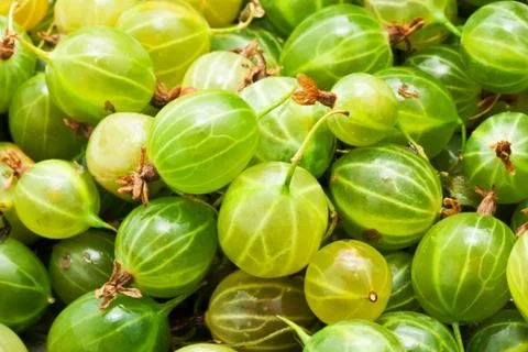 Gooseberries Stock Photos