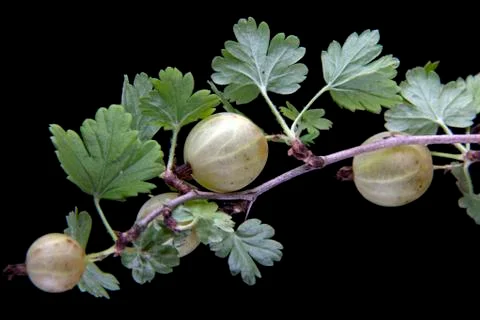 Gooseberries Stock Photos