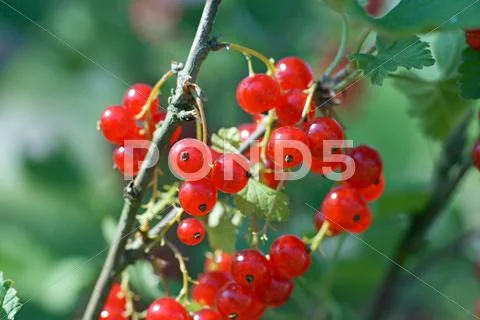 Gooseberries Stock Photos