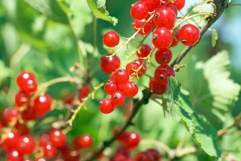 Gooseberries Stock Photos