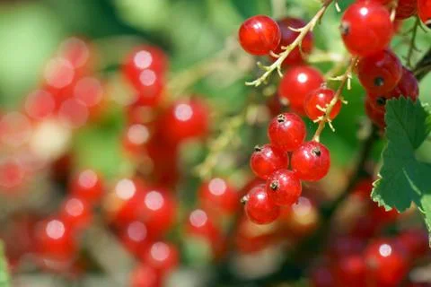 Gooseberries Stock Photos