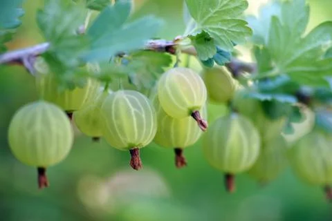 Gooseberries Stock Photos