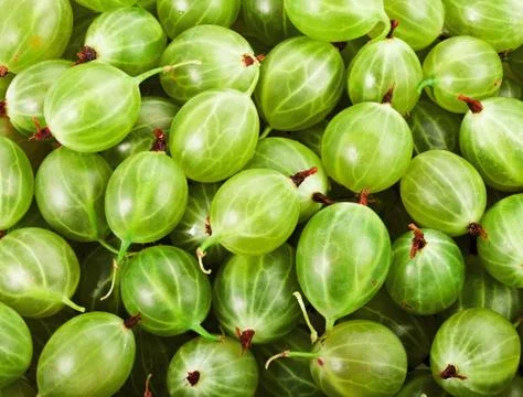 Gooseberries Stock Photos