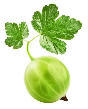 Gooseberries Stock Photos