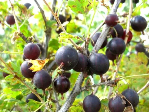 Gooseberries Stock Photos