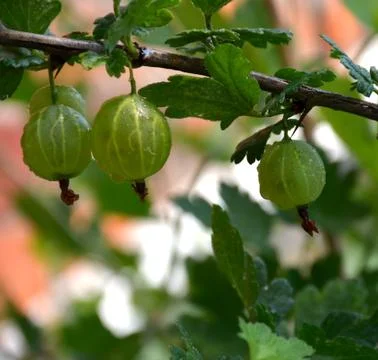 Gooseberries on a tree Stock Photos