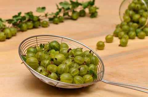 Gooseberry berries in a colander for sorting on the table close-up Stock Photos