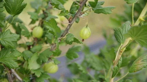 Gooseberry berry - close up Stock Footage 76810381