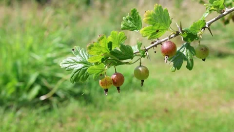 Gooseberry at a branch. Stock Footage 315247036