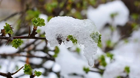 Gooseberry branches Stock Footage 128797652