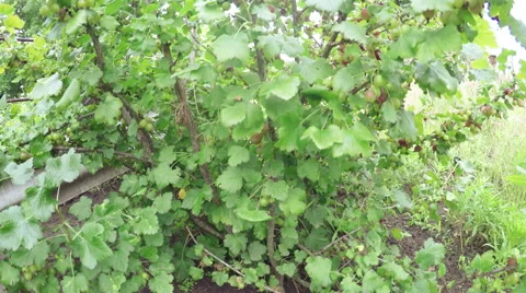 Gooseberry bush Stock-Footage 51617541