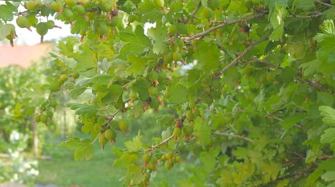 Gooseberry on bush Stock Footage 64794044