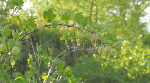 Gooseberry on bush Stock Footage 64794171