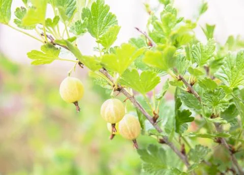 Gooseberry bush Stock Photos