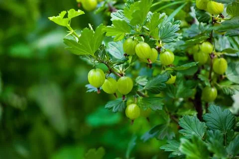 Gooseberry bush with unripe, green berries growing in a garden Stock Photos