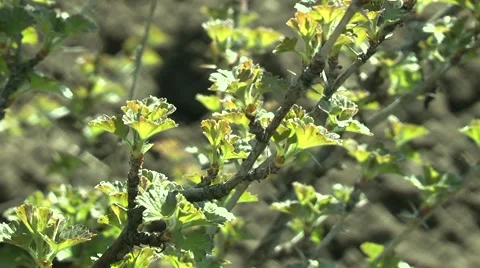 Gooseberry bushes in the spring. Stock Footage 4280552