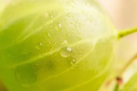 Gooseberry close up Foto stock