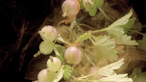 Gooseberry cluster with dewy translucent berries Stock Footage 339569512