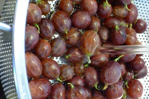 Gooseberry in collander Stock Photos