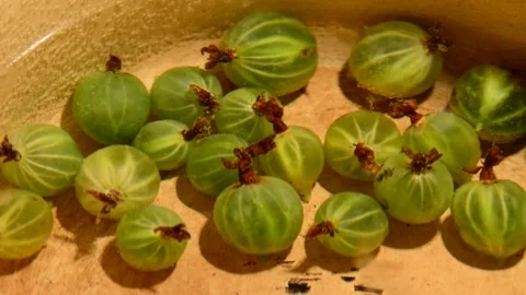 Gooseberry compote 動画素材 328638490