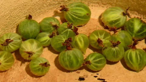 Gooseberry compote Stock Footage 328638492