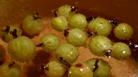 Gooseberry compote Stock Footage 328638675