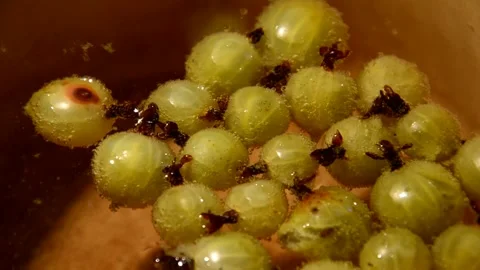 Gooseberry compote Stock Footage 328638852