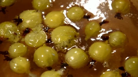 Gooseberry compote Stock Footage 328638874
