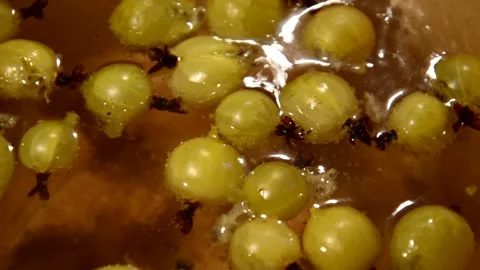 Gooseberry compote Stock Footage 328639032