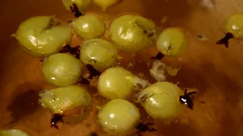 Gooseberry compote Stock Footage 328639033