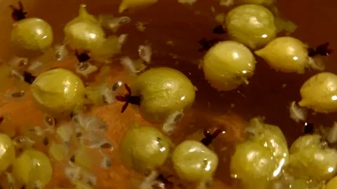 Gooseberry compote Stock Footage 328639631