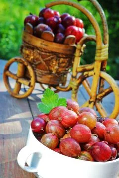 Gooseberry in a cup Stock Photos