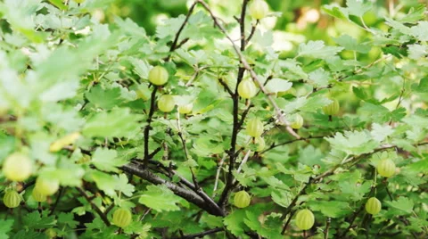 Gooseberry with focus and scale change Stock Footage 52516304