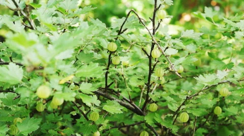 Gooseberry with focus change Stock Footage 52517024