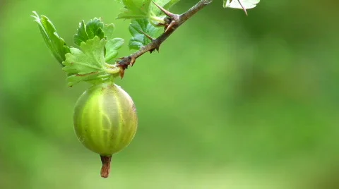 Gooseberry Video stock 474883