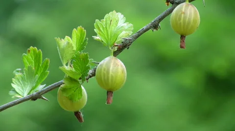 Gooseberry Video stock 475630