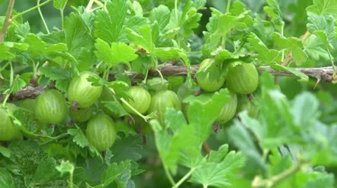 Gooseberry Stock Footage 11399906