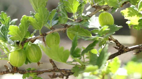 Gooseberry Stock Footage 46114617