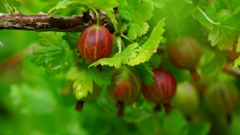 Gooseberry Video stock 92126884