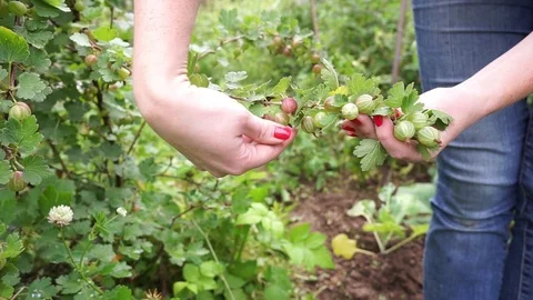 Gooseberry Stock Footage 112227797